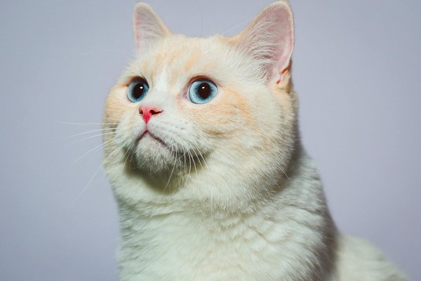 Pourquoi certaines espèces de poissons se regroupent-elles en bancs pour se défendre?