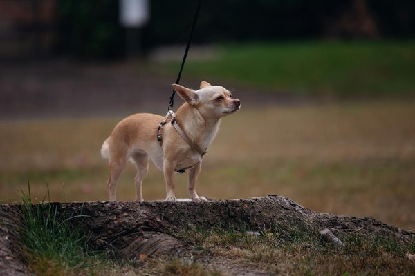 Comment savoir si mon chien souffre de problèmes dentaires et quelles mesures prendre ?