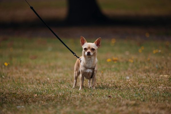 Testez votre compatibilité : quelle race de chien est pour vous ?