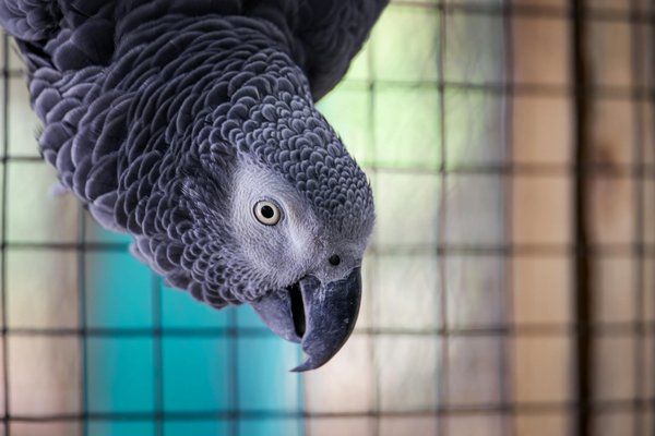 Les meilleurs lanceurs de balle pour amuser votre chien