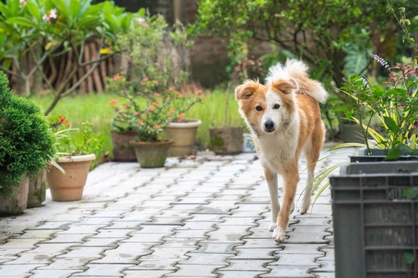Comment créer un jardin adapté aux besoins d'un chien, tout en intégrant des plantes non toxiques ?