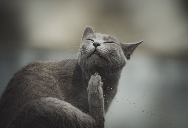 Comment identifier et traiter les allergies courantes chez les chats ?