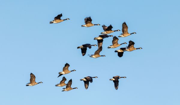 Comment les changements saisonniers affectent-ils le comportement migratoire des oiseaux et leur survie ?
