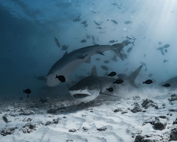 Comment les poissons prédateurs choisissent-ils leurs proies en fonction de leur taille?