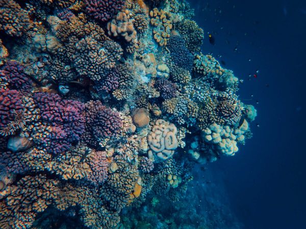 Comment les programmes de sensibilisation à la protection des coraux peuvent-ils influencer la conservation marine ?