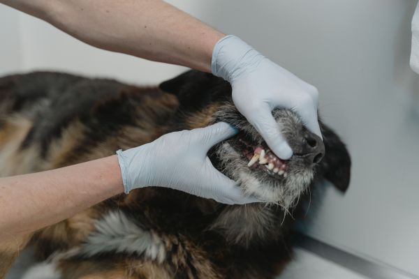 Comment savoir si mon chien souffre de problèmes dentaires et quelles mesures prendre ?