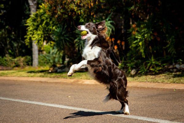 Les meilleurs lanceurs de balle pour amuser votre chien