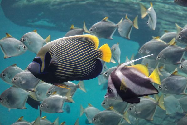 Pourquoi certaines espèces de poissons se regroupent-elles en bancs pour se défendre?