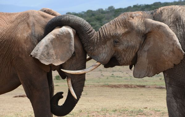 Pourquoi les éléphants sont-ils reconnus pour leur capacité à ressentir l'empathie envers leurs congénères?