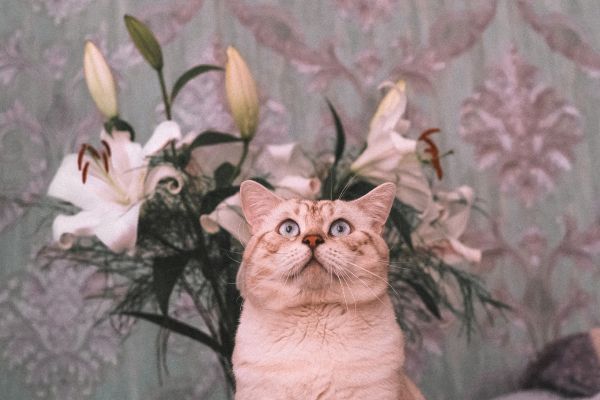 Quelles plantes sont toxiques pour les chats et comment les éviter ?