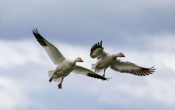 Quelles sont les différences de comportement entre les oiseaux migrateurs et les oiseaux résidents ?