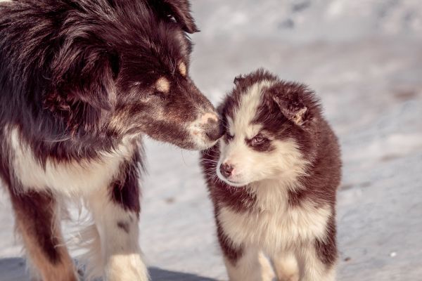 Quelles sont les différences entre l'éducation d'un chiot et celle d'un chien adulte ?