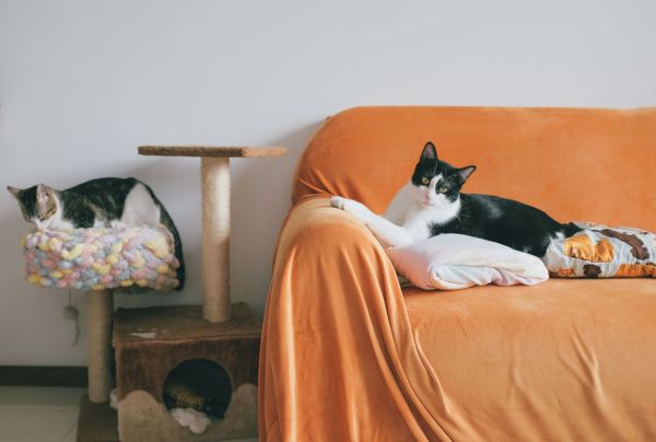 Quels accessoires sont indispensables pour un chat d'appartement heureux ?